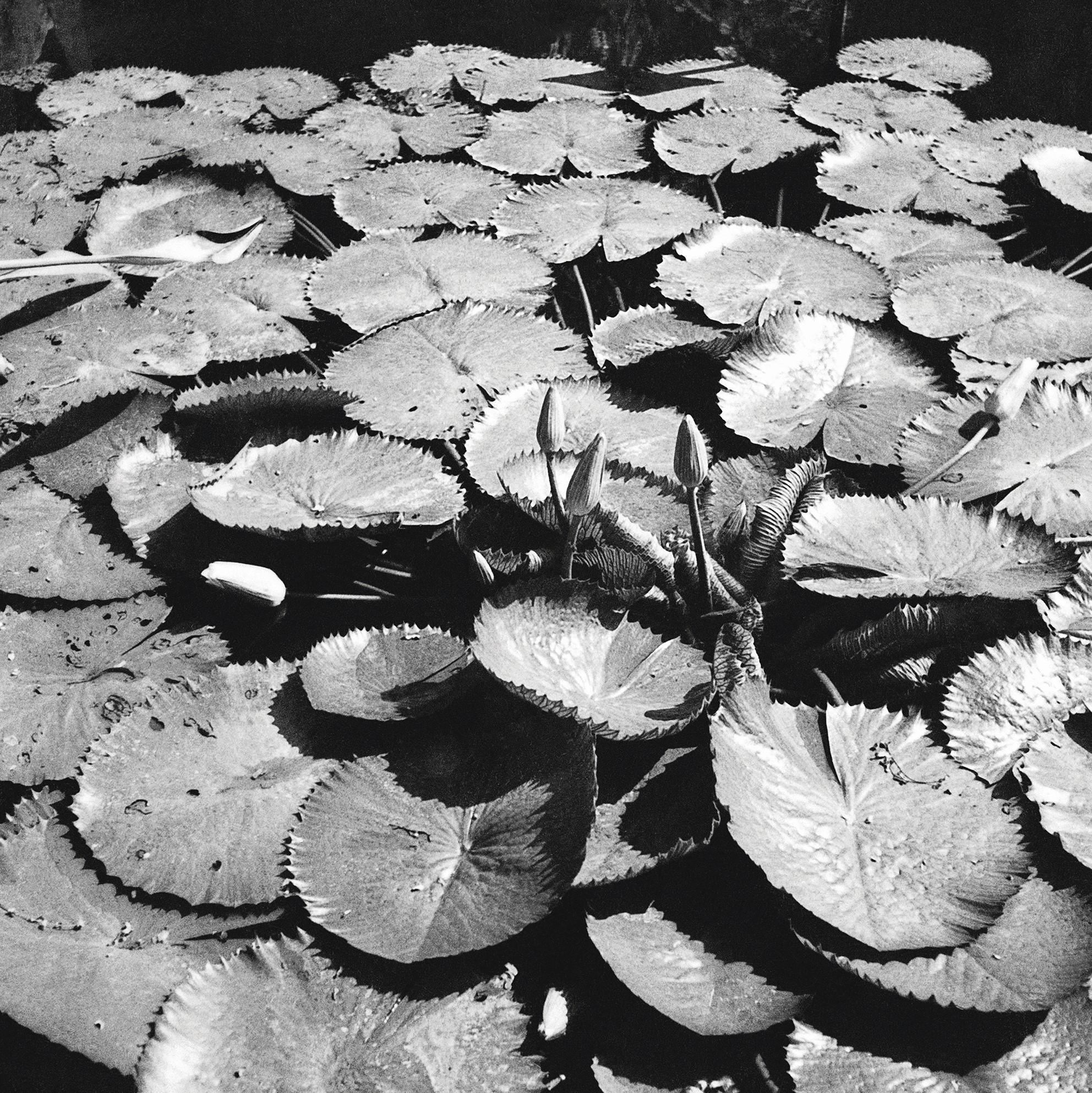Série Flora 05, c. 1960 Rio de Janeiro, RJ