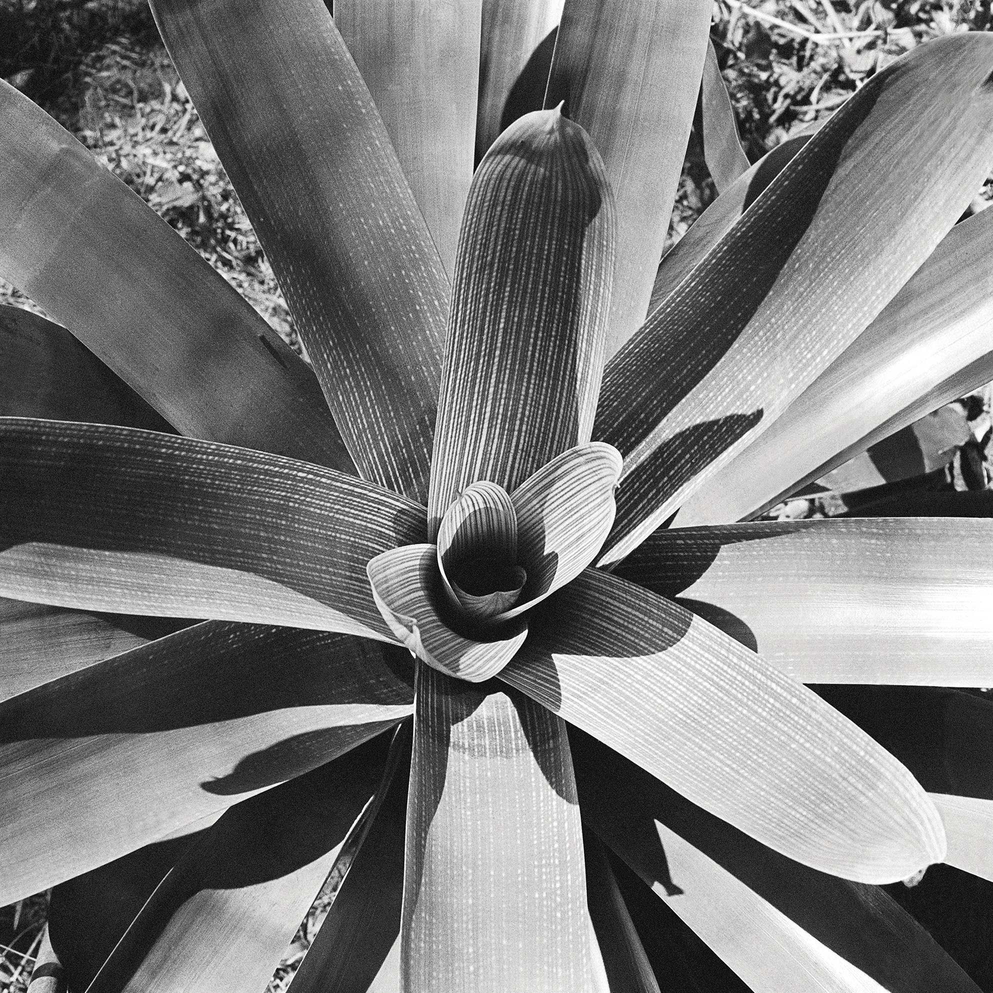 Série Flora 07, c. 1956 Rio de Janeiro, RJ